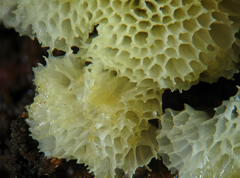 Ceratiomyxa porioides